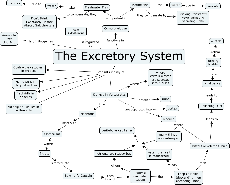 excretory system
